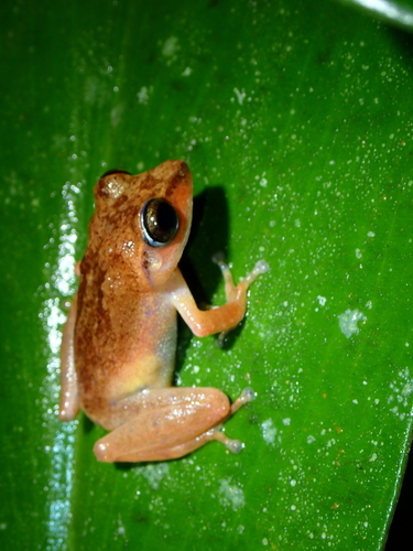 Schneider's shrub frog