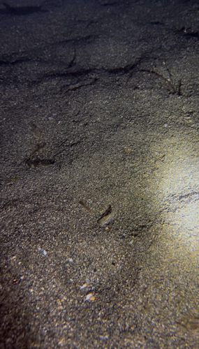 Ophisurus serpens observed 2026-09-19