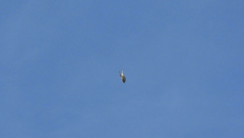 Eurasian Kestrel