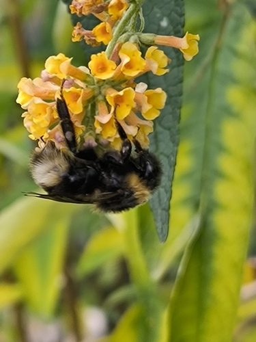Bohemian Cuckoo Bumble bee