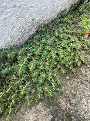 (c) Matteo Bellucci, some rights reserved (CC BY) Euphorbia thymifolia, photograph (c) Matteo Bellucci, some rights reserved (CC BY)