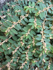 Euphorbia thymifolia
