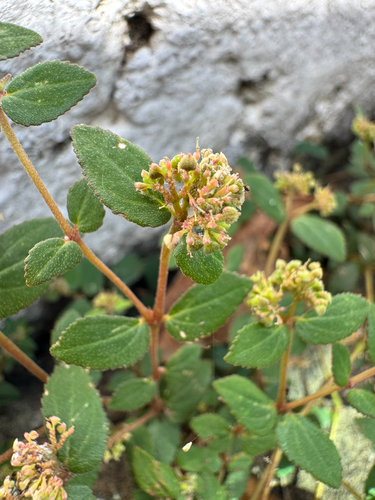 Euphorbia ophthalmica, photograph 2