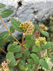 Euphorbia ophthalmica, photograph (c) Matteo Bellucci, some rights reserved (CC BY)