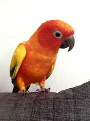 Aratinga