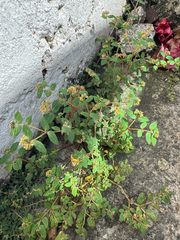 Euphorbia ophthalmica, photograph (c) Matteo Bellucci, some rights reserved (CC BY)