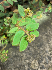Euphorbia ophthalmica