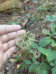Clematis viorna, photograph (c) Brandon Corder, some rights reserved (CC BY)