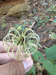 Clematis viorna, photograph (c) Brandon Corder, some rights reserved (CC BY)