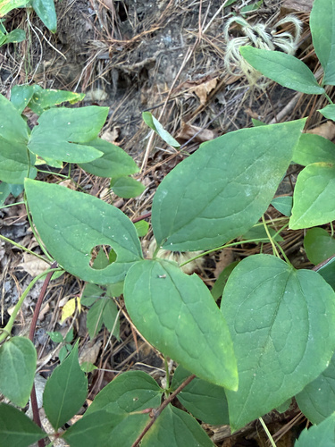 Clematis viorna, photograph 3