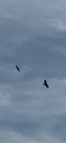 White-tailed Eagle