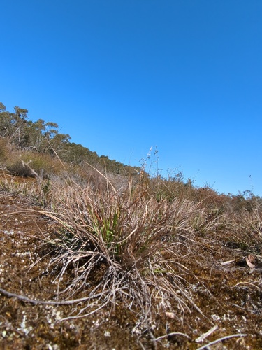 Eragrostis brownii observed 2026-09-16