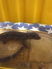 Elgaria multicarinata