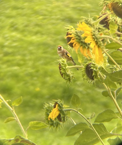 European Goldfinch