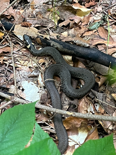 grass snake