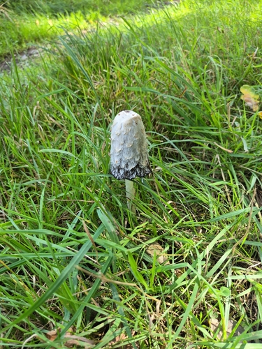 Shaggy Mane