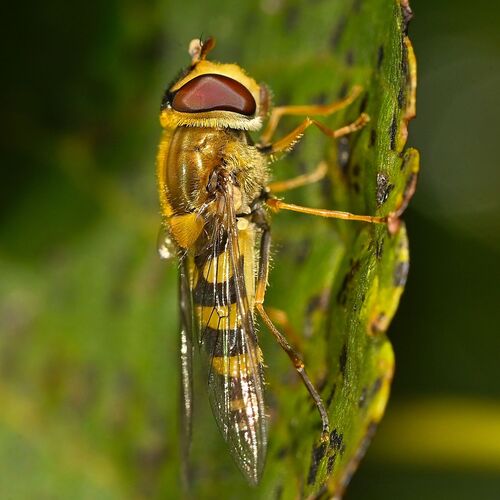 Black-thighed Flower Fly