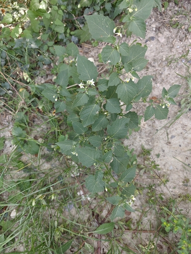 black nightshade