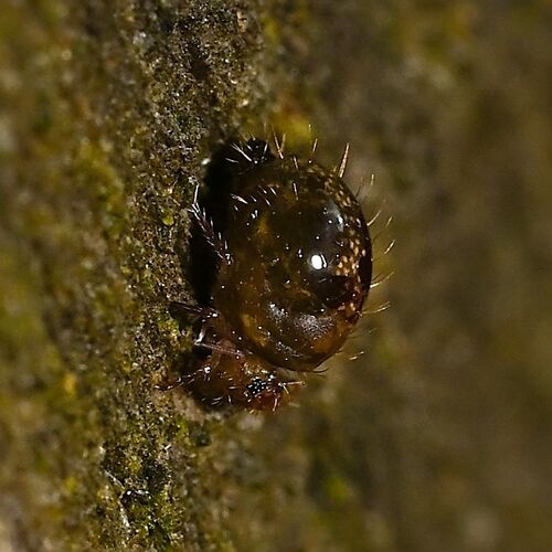 Allacma fusca
