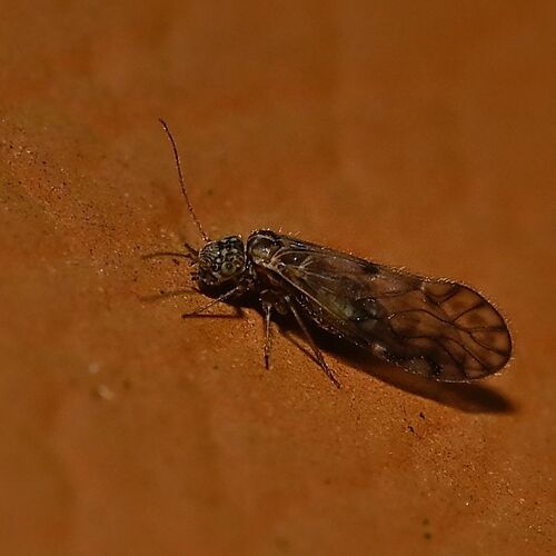 Philotarsus parviceps