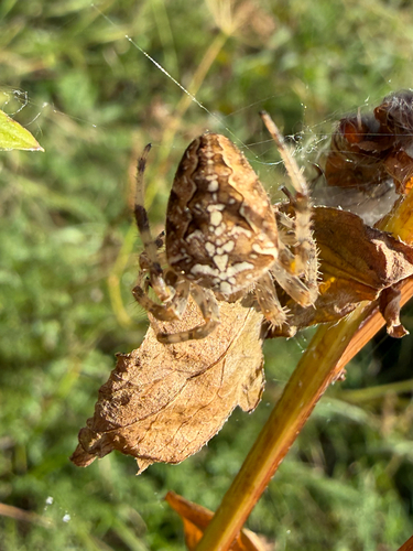 Cross Orbweaver