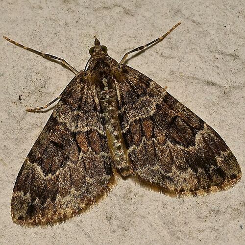 Spruce Carpet