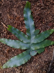 Phlebodium pseudoaureum