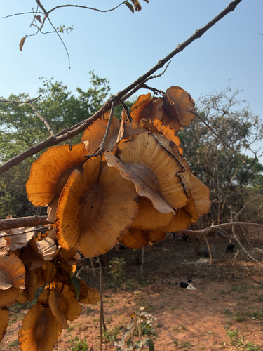 Largefruit Bushwillow