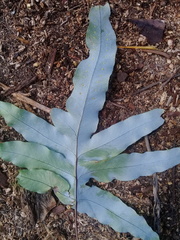 Phlebodium pseudoaureum