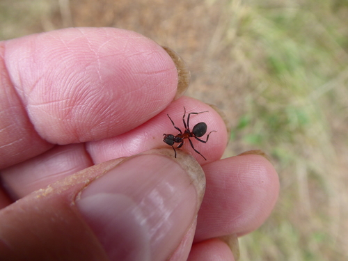 Black-backed meadow ant