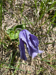 Clematis integrifolia, photograph (c) Annette Peters, some rights reserved (CC BY)