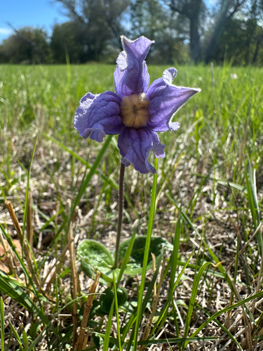 Clematis integrifolia