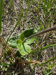 Clematis integrifolia, photograph (c) Annette Peters, some rights reserved (CC BY)