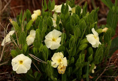 Thunbergia atriplicifolia