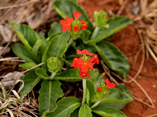 Crossandra greenstockii