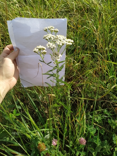 common yarrow