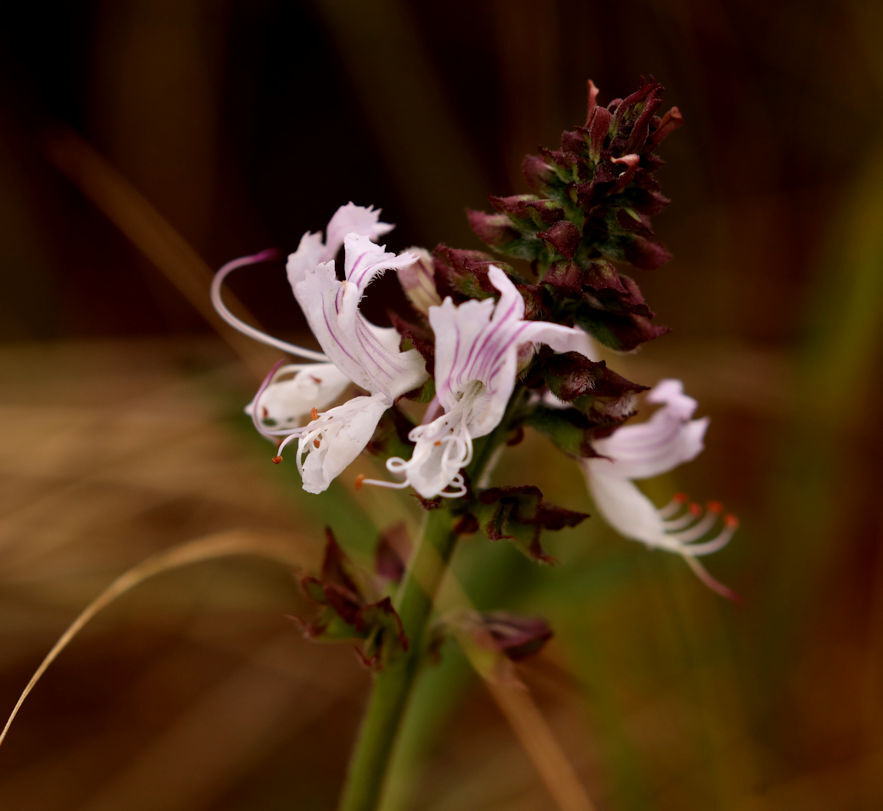 Ocimum obovatum; photograph (c) Wynand Uys, some rights reserved (CC BY)