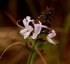 Ocimum obovatum
