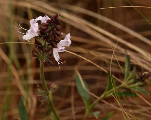 Ocimum obovatum, photograph 1