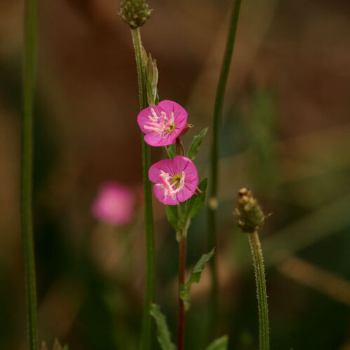 Oenothera rosea, photograph 6