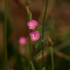 Oenothera rosea, photograph (c) Wynand Uys, some rights reserved (CC BY)