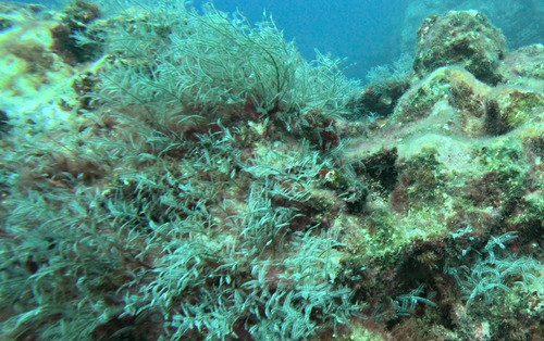 Macrorhynchia philippina observed 2026-09-13