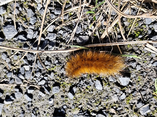 Ruby Tiger Moth