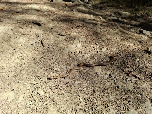 Smooth Snake