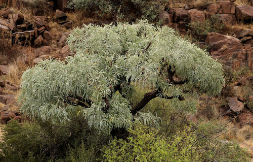 Cussonia paniculata