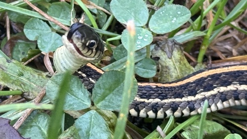 Plains Garter Snake
