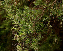 (c) Wynand Uys, some rights reserved (CC BY) Buddleja saligna, photograph (c) Wynand Uys, some rights reserved (CC BY)