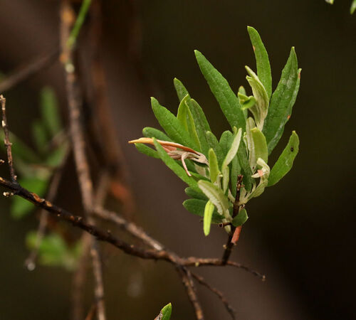 Buddleja saligna, photograph 2