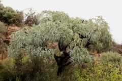 Cussonia paniculata, photograph (c) Wynand Uys, some rights reserved (CC BY)