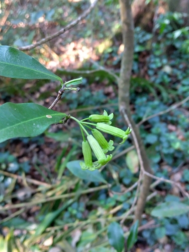 Peddiea africana